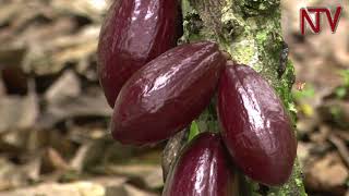 ON THE FARM How to grow Cocoa Part 1 [upl. by Anahs]