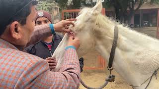 Wobbler disease in horse l unable to stand l CVM l dr umar khan [upl. by Francisco]