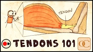 The Basic Science of Tendons amp Tendinitis [upl. by Sato]