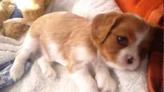 Cavalier King Charles Spaniel Welpen beim Spielen  knapp 6 Wochen alt [upl. by Prestige]