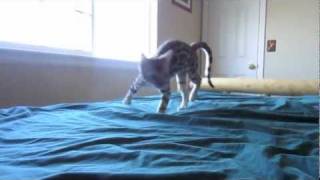 Bengal Kitten Zoomies Part 1 [upl. by Yevre681]