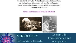 Virology 2014 lecture 18  Transformation and oncogenesis [upl. by Balbinder866]