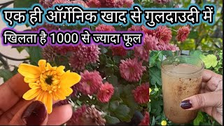 🔴एक ही ऑर्गेनिक खाद से गुलदाउदी प्लांट में खिलता है 1000 से ज्यादा फूल Organic fertilizer for flower [upl. by Nosmoht]