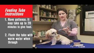 How to Tube Feed Your Pet [upl. by Ahsinelg571]