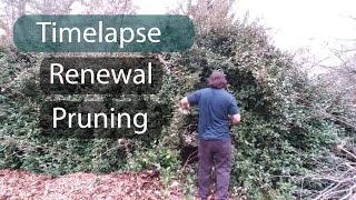 Beating Back an Invasive Species Impressive Time Lapse Massive Overgrown Bushes [upl. by Hayouqes858]