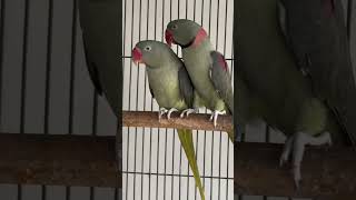 🦜olive Alexandrine parrotparrotuniverse trendingshorts birds viralvideo [upl. by Atiuqa]