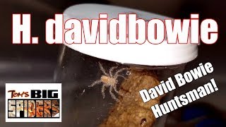 Heteropoda davidbowie quotDavid Bowie Huntsmanquot Housing [upl. by Isus174]