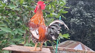 Rooster crowing sound effect [upl. by Cilo]