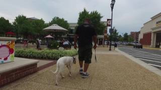 Dogo Argentino Morochos Amazing BeforeAfter Video Dogo Argentino Dog Training [upl. by Htnicayh]