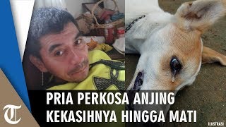 Pria 52 Tahun Perkosa Anjing hingga Mati karena Pacarnya Tak Pulang [upl. by Boothe]