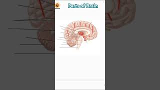 Major parts of brain forebrain midbrain hindbrain cerebrum neetug neetexam neet [upl. by Yhtomiht]