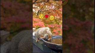 Watering my garden squirrel 🐿️ beautiful nature [upl. by Nailuj786]