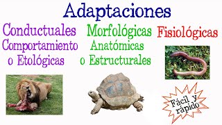 🐝¿Qué es Adaptación Tipos de Adaptación🐢 Fácil y Rápido  BIOLOGÍA [upl. by Yoho737]