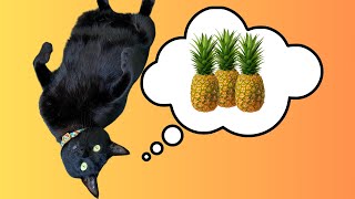 Cat devouring a pineapple 🐈‍⬛ 🍍 [upl. by Yllod970]