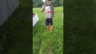 Applying Round up Herbicide in Corn Seed Production [upl. by Nunnery]