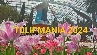 Singapore Tulipmania at Flower Dome 2024 [upl. by Anovad]