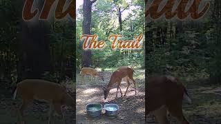 The Trail deer nature wildlife entertainment [upl. by Essenaj]