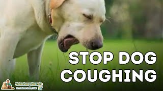 Dog Coughing How To Quickly Stop It With 7 Natural Remedies [upl. by Netsrijk862]