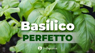 BASILICO dal supermercato al balcone ecco come farlo SOPRAVVIVERE [upl. by Essej]