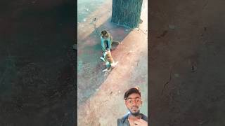 Bachao hamko🤣 der lagta hai monkey funny puppy dog cute funnycute funnymoment besties [upl. by Hayley778]