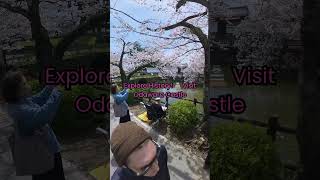 Odawara Castle just outside Tokyo near the water discoverjapan traveljapan [upl. by Wrdna]