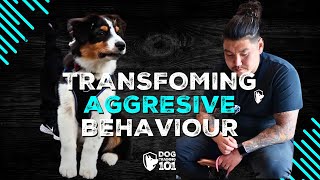 Transforming Aggressive Behaviour Reactive Dog Training Success [upl. by Enawd206]