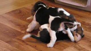 Beagle puppies six weeks old [upl. by Yesllek]