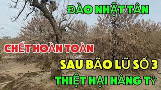 Đào Nhật Tân Chết Hoàn Toàn Sau Bão Lũ Số 3 Lịch Sử  Nông Dân Trồng Đào Mất Tiền Tỷ [upl. by Raffo180]