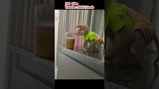 Monkey panicked and was scared when he spilled the juice funnyanimals monkeyvideo [upl. by Holloway]