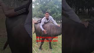 Mujhse jyada mast aadami hai hi nahi 😐 😅 😕 😑 😆 😄 subscribe cow video viralvideos comedy [upl. by Mannos]