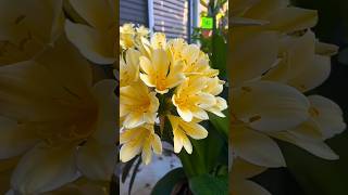 Clivia Abundance clivia flowers shorts reelswowlove placestovisit lifestyle lifefyp fy [upl. by Pate122]