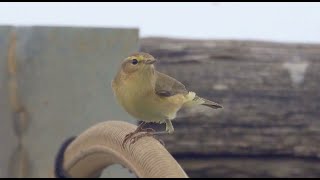 4K Pouillot Véloce chasse mouches [upl. by Faline]