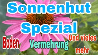 Sonnenhut Spezial  alles rund um den Sonnenhut Echinacea [upl. by Saucy]