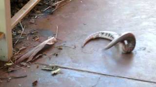 Fighting Blue tongue lizards [upl. by Adnorahs115]