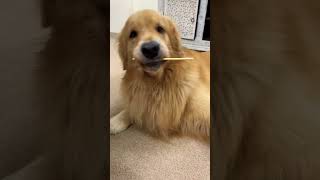 The stick trick manasilayo 🐶😃shorts dog goldenretriever [upl. by Ehtnax748]