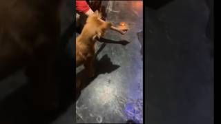 Chutki Dog got Excited Watching This chutkidog [upl. by Retnuh]