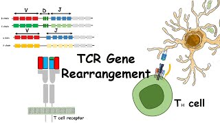 TCR gene rearrangements [upl. by Goerke]