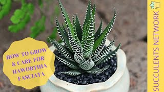 How To Grow amp Care For Haworthia Fasciata [upl. by Eoin]