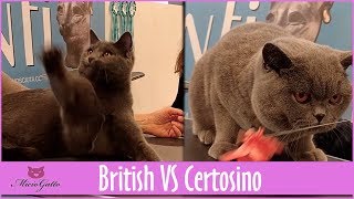 British VS Certosini 🐱🐱 trova le differenze [upl. by Nyleuqaj]