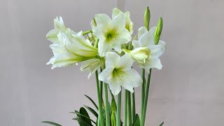 Amaryllis lily shorts shampysgarden lilybulbs [upl. by Ennoitna781]