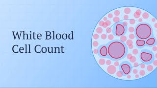 Total WBCs count  White Blood Cells  Leucocytes [upl. by Christiansen]