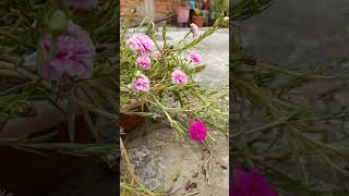 वास्तु शास्त्र के अनुसार माता रानी को कैसे खुश करेmyplant viralvideo motivation short [upl. by Seana]