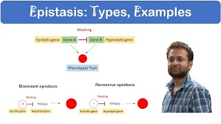 What is Epistasis Dominant vs Recessive Examples [upl. by Eliza]