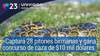 Caza a 28 pitones birmanas en Florida y se lleva 10 mil en premio de cacería [upl. by Henrion]