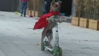 Dog in China drives scooters skateboards and bicycles [upl. by Nesaj383]