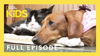 Unlikely Animal Friends Full Episode 🐷🐴 🐱  Love at First Sight  natgeokids [upl. by Zeidman]