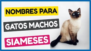 ✅ Nombres Para Gatos Machos Siameses Originales y Bonitos ✅ [upl. by Eedyaj886]