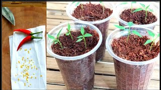 Agrieducation Put Chili Seed To Sprout In 2 Days [upl. by Annoel]