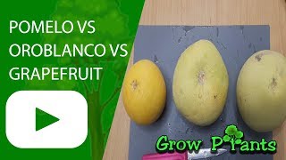 Pomelo VS Oroblanco VS Grapefruit [upl. by Enorej442]