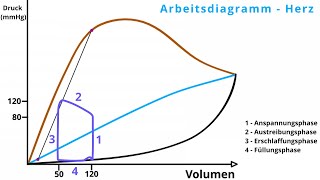 Das Arbeitsdiagramm des Herzens in 5 Minuten [upl. by Cahan296]